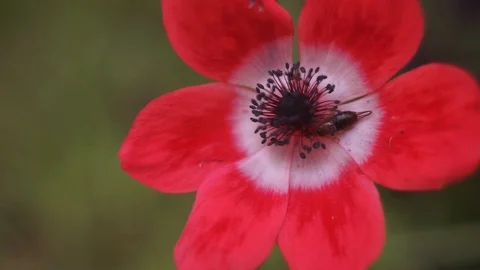 Garden Flower 01 Stock Footage 107120005