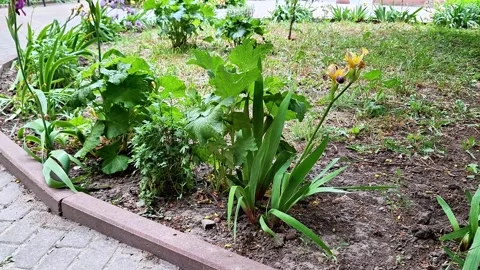 Garden Flower Bed with Blooming Iris Plants Along Paved Walkway Stock Footage 337113369