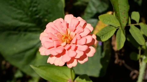 Garden Flower Vídeo Stock 95279990