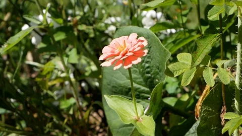 Garden Flower Vídeos de archivo 95279993