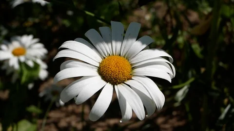 Garden Flower Vídeo Stock 95280046