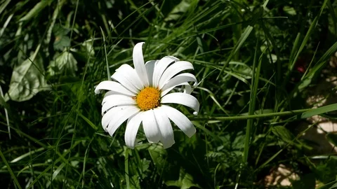 Garden Flower Vídeos de archivo 95280048