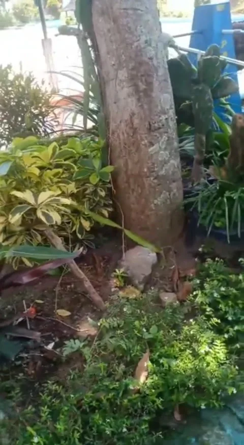 Garden flower Video stock 220976868