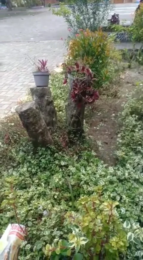 Garden flower Video stock 220977055