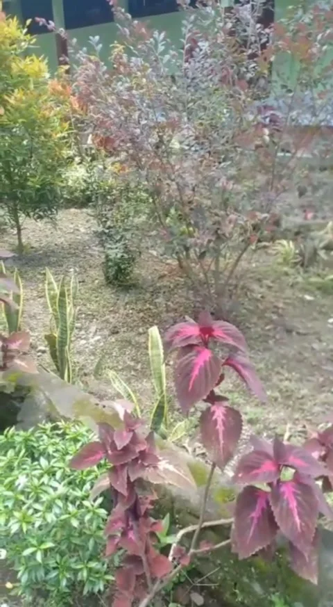 Garden flower Video stock 220977904