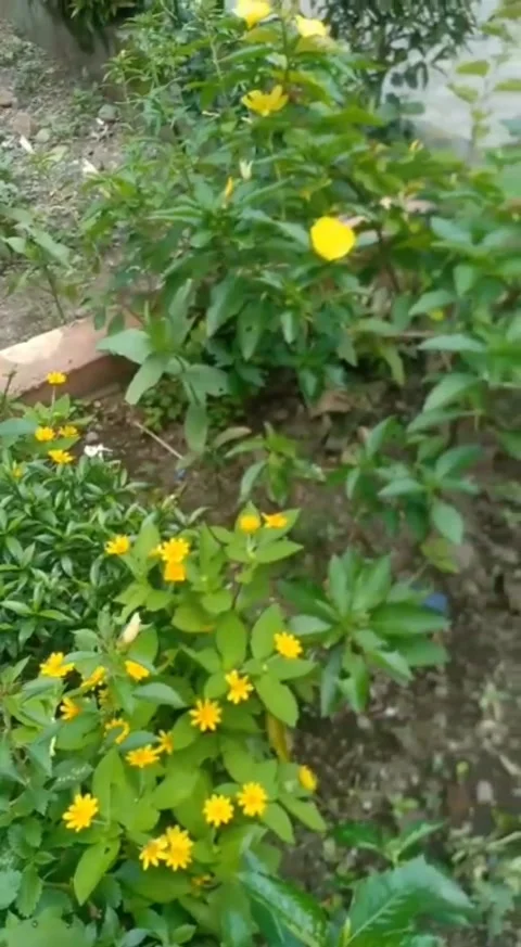 Garden flower Video stock 220978154