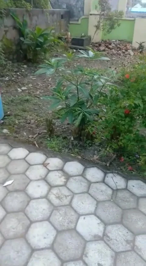 Garden flower Video stock 220978345