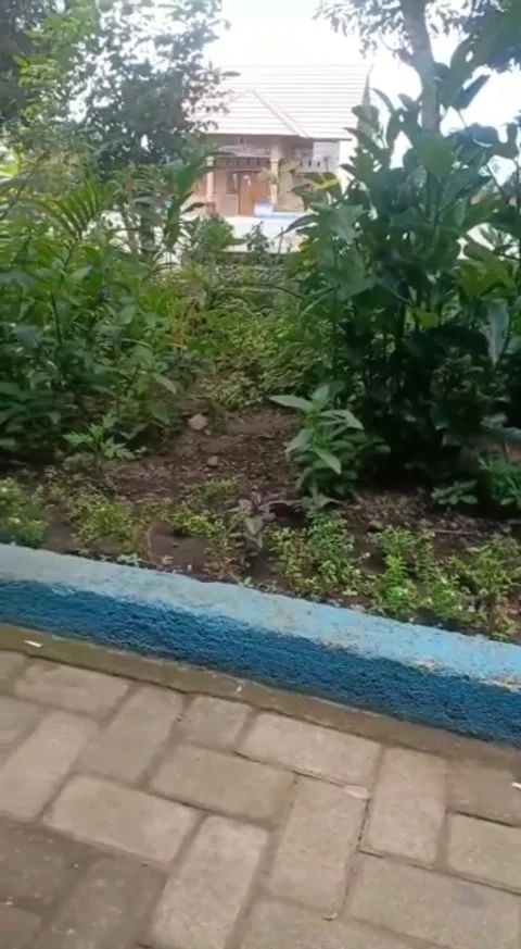 Garden flower Video stock 220979905