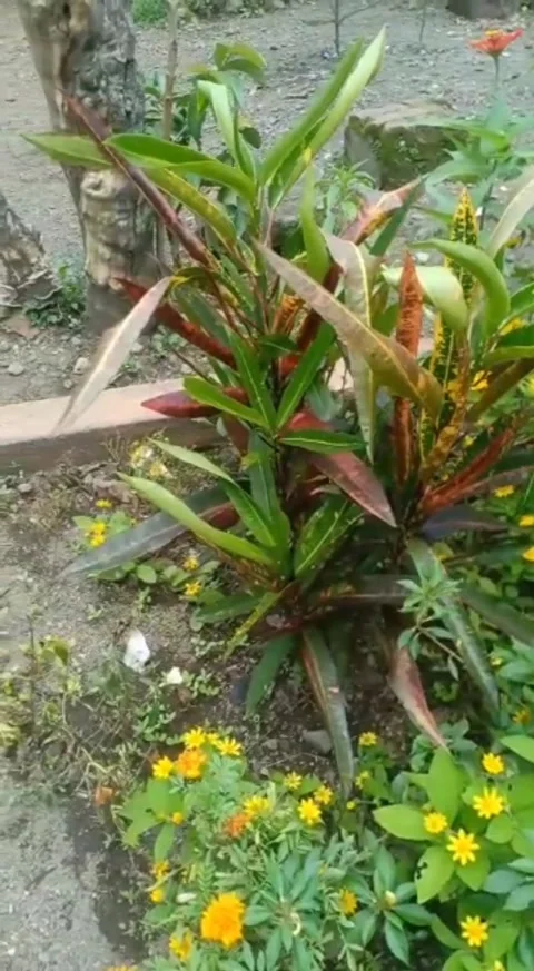 Garden flower Video stock 220982269