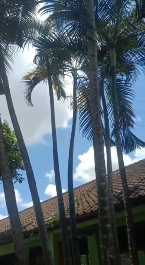 Garden flower Video stock 220982411