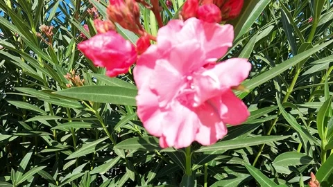 Garden flower Stock Footage 252283319