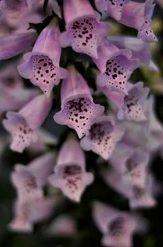 Garden flower Stock Photos