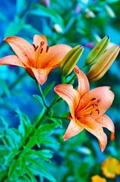 Garden flower Foto stock