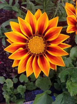 Garden flower Stock Photos