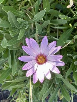 Garden flower Stock Photos