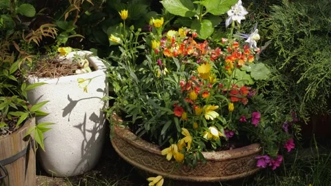 Garden. Flower pot. Video stock 153783202
