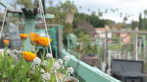 Garden Flower Pot Stock Footage 237112526