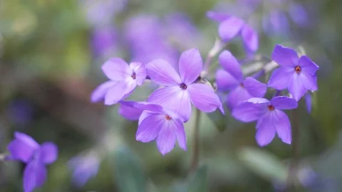 Garden Flowers 4 Stock Footage 107120012