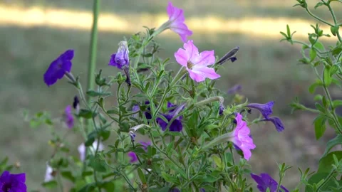 Garden flowers 4K Stock Footage 160059697