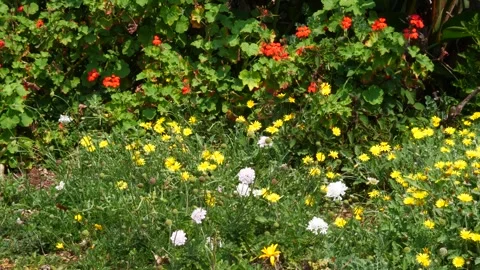 Garden flowers blowing in the wind Video stock 256827675