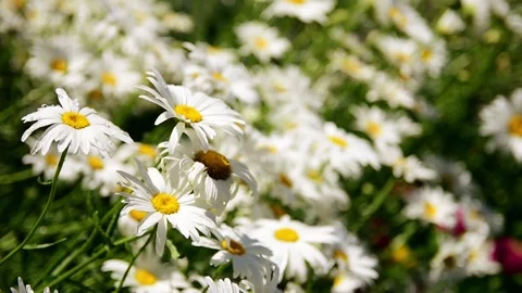 Garden Flowers Daisies Motion Backdrop Stock Footage 135924372