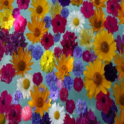 Garden flowers floating in the clear water. Stock Footage