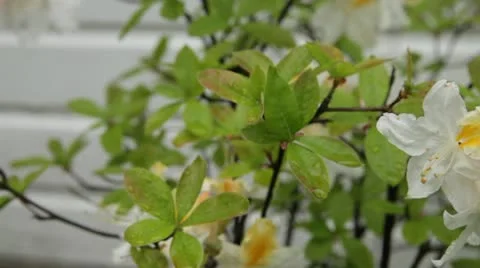 Garden Flowers Stock Footage 10594129