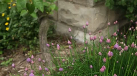 Garden Flowers Stock Footage 10594217