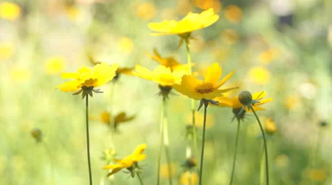 Garden flowers Stock-Footage 25818371