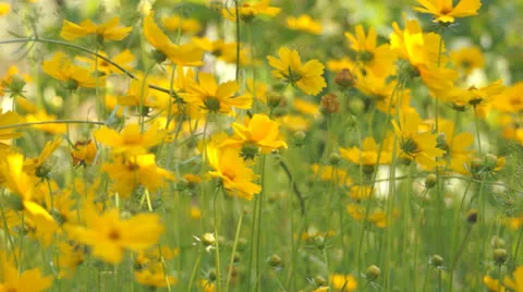 Garden flowers Stock-Footage 25820098
