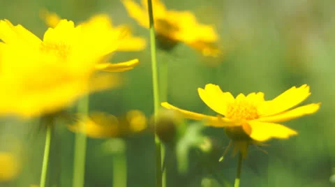 Garden flowers 스톡 동영상 25821160