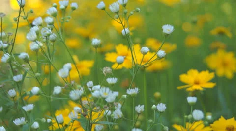 Garden flowers 스톡 동영상 25821445