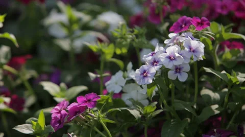 Garden Flowers Stock Footage 35560827