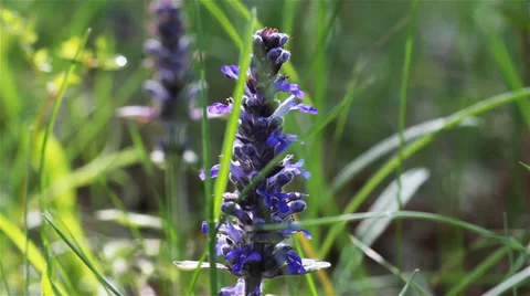 Garden Flowers Stock Footage 38243183