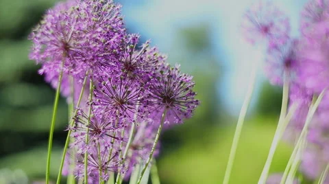 Garden flowers. 動画素材 49425313