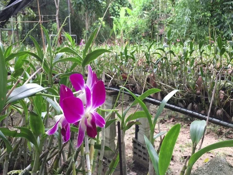 Garden of flowers Stock Footage 71005842
