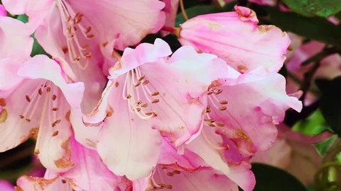 Garden Flowers Stock Footage 74128768