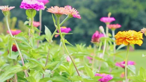 Garden Flowers Stock Footage 78771361