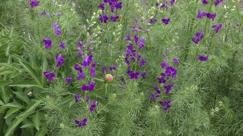 Garden flowers Video stock 131040575