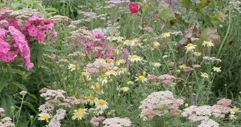 Garden of flowers Stock Footage 132471041