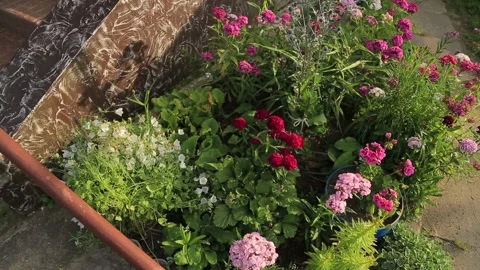 GARDEN FLOWERS Stock Footage 158049838