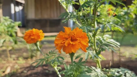 Garden flowers Stock Footage 281855163