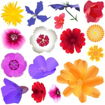 Garden Flowers Stock Illustration