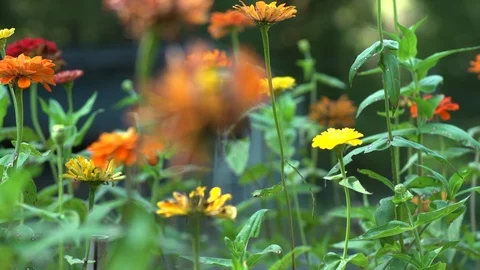 Garden flowers Pan left Medium Stock Footage 95490077