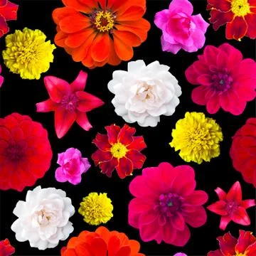 Garden flowers pattern seamless. Flower texture. marigold, Dahlir . Lily and  Stock Photos