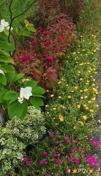Garden with flowers Stock Photos