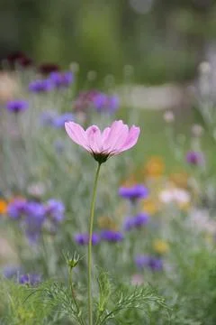 Garden flowers Stockfoto's