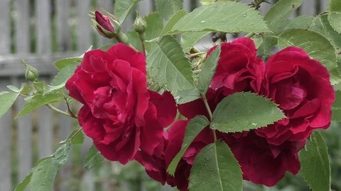 Garden flowers - Rose against the old wooden fence Stock Footage