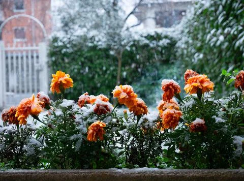 Garden flowers on a snowy cold winter day Stock Photos