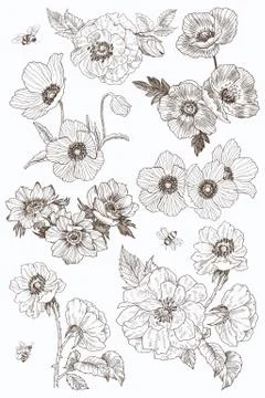 Garden flowers vector drawing set. Isolated wild plant and leaves elements Stock Illustration